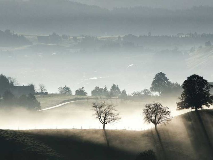 Così gli alberi segnano il tempo e risvegliano la nostra immaginazione