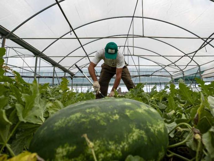 Emergenza caldo, se la legge non conta nulla: gli sfruttati ancora nei campi