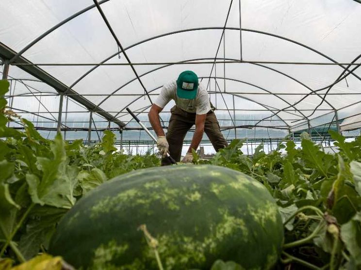 Emergenza caldo, se la legge non conta nulla: gli sfruttati ancora nei campi
