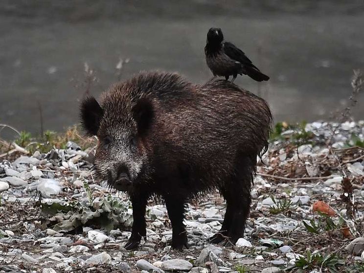 La riforma della caccia (con meno limiti) non piace agli ambientalisti