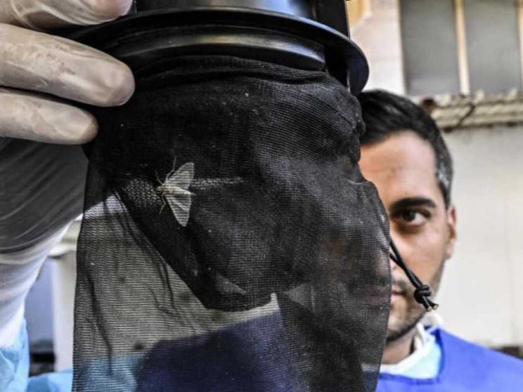 Vaia: «Sul West Nile nessun allarme. Pandemie, che errore isolarci»