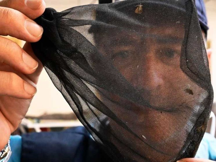 Virus West Nile, i morti sono nove. Come si manifesta e quando è pericoloso