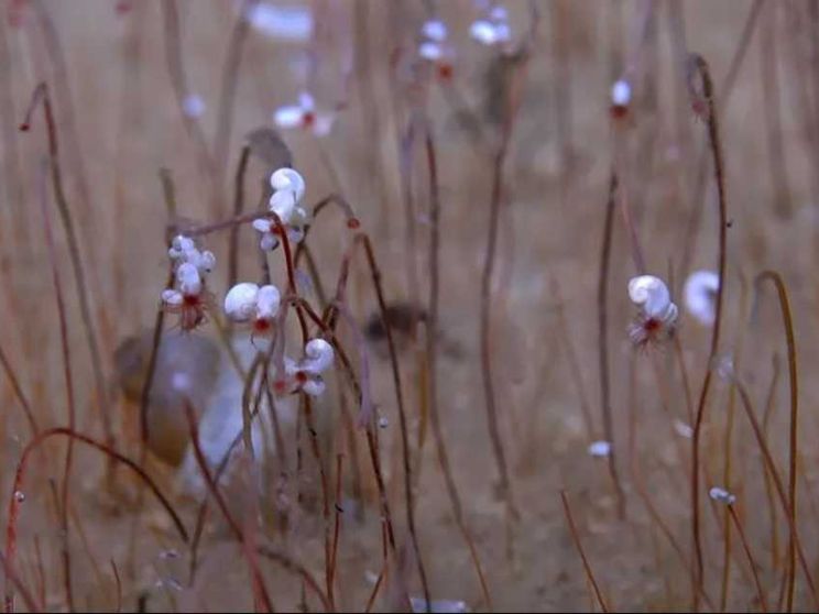 In fondo al mare e senza ossigeno, ma la vita c'è. E va a metano
