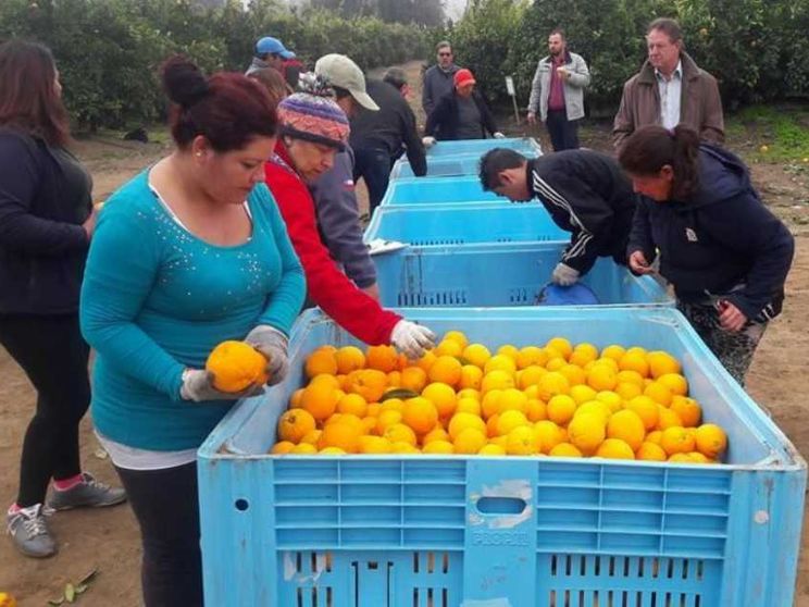 Limeira, l'impero brasiliano delle arance che è in mano ai nostri emigrati