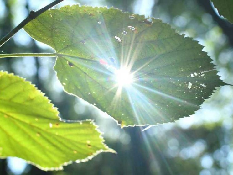 Imitare le piante: la fotosintesi artificiale come via per la sostenibilità