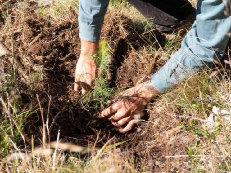 I boschi feriti dalla tempesta Vaia a sorpresa si stanno rigenerando