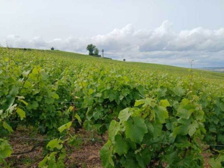 Noi pellegrini nella Champagne dove le vigne parlano dell’Europa