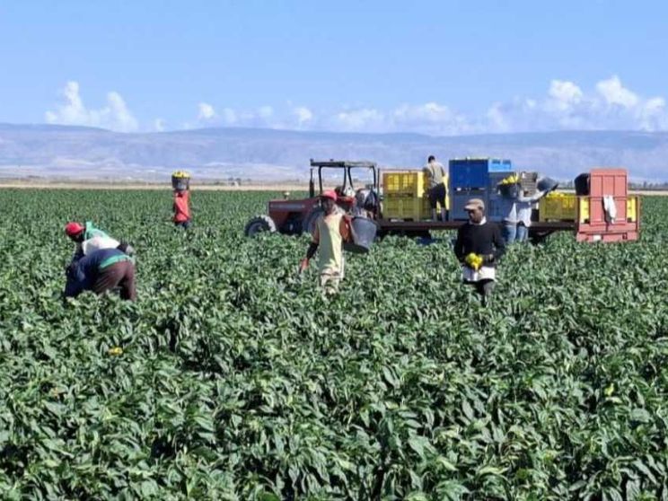 Dove resistono i caporali: a Borgo Mezzanone l'integrazione è sospesa