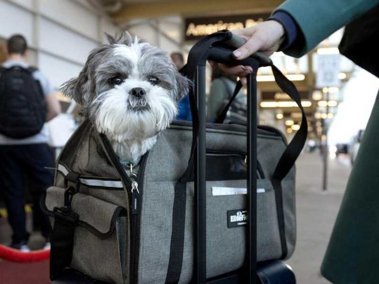 Cani di grossa taglia in cabina: ecco le nuove norme