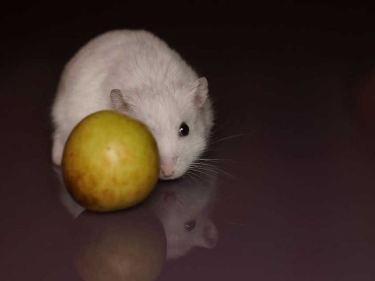 L'enigma della morte dei topi sull'Arca di Noè spaziale russa