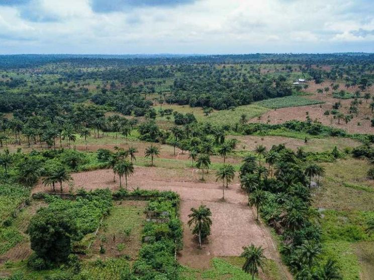 L'Ue ci prova di nuovo: vuole rinviare le regole contro la deforestazione