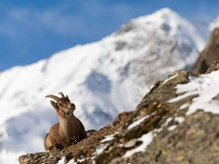 Così il Gran Paradiso punta davvero in alto