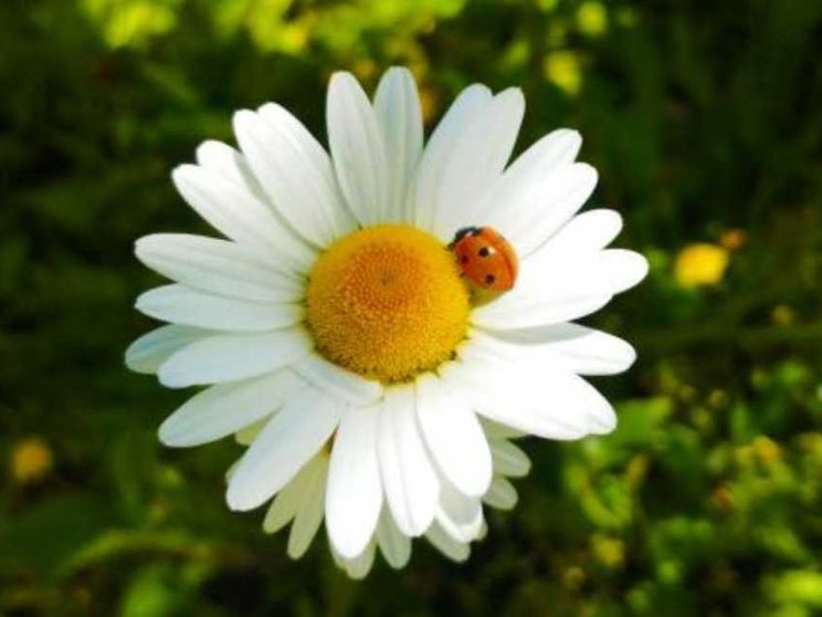 Perché l'ambiente in Italia non gode di buona salute