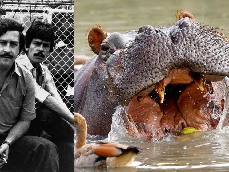 Alle donne vittime del conflitto parte dei beni di Pablo Escobar