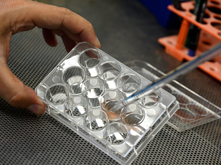 Cos’è la “tolleranza immunitaria” e perché è una scoperta da Nobel