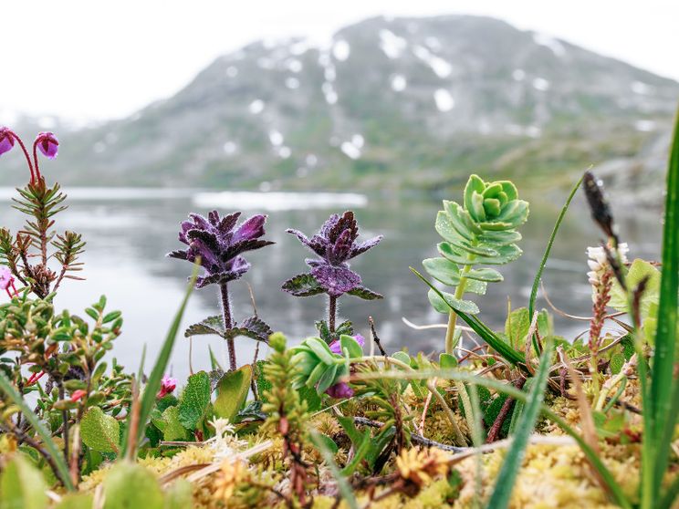 La speranza è la certezza di avere radici profonde votate a primavera