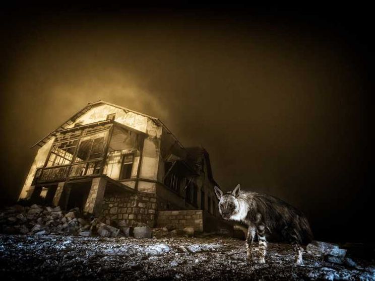 Una spettrale immagine con una iena che si muove in una città fantasma della Namibia
