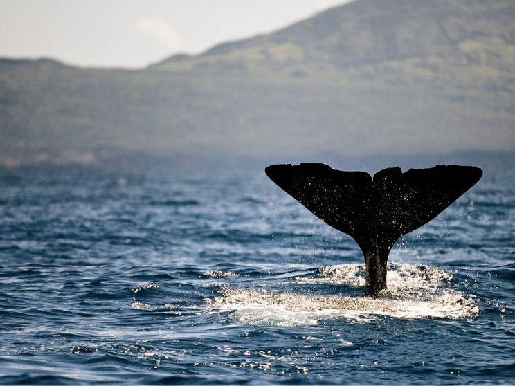 una coda di balena spunta davanti alle isole Azzorre