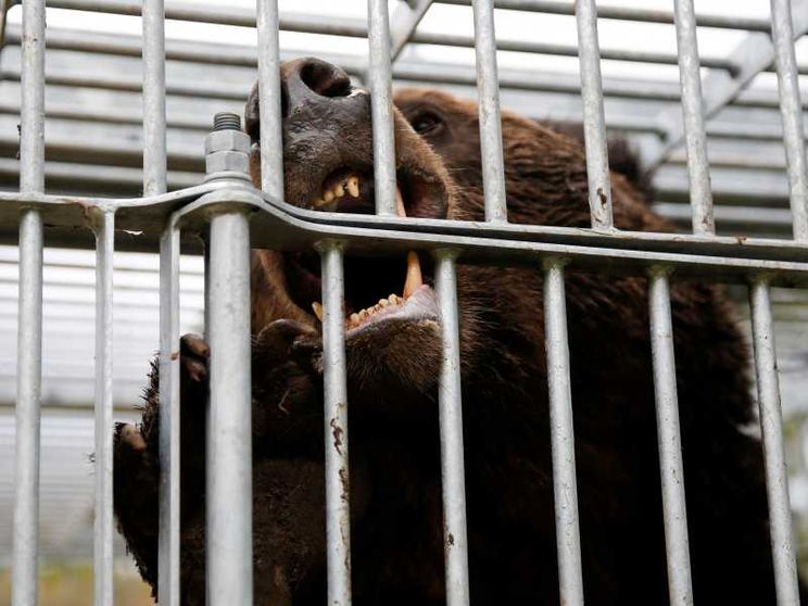 Un orso catturato a Sunagawa, nella prefettura di Hokkaido