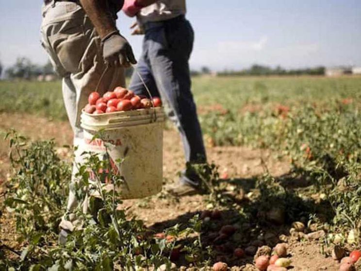 Braccianti al lavoro