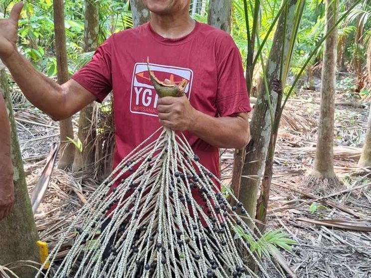 Un uomo di carnagione olivastra in maglietta rossa, in piedi e sorridente, in mezzo a una piantagione di giovani palme