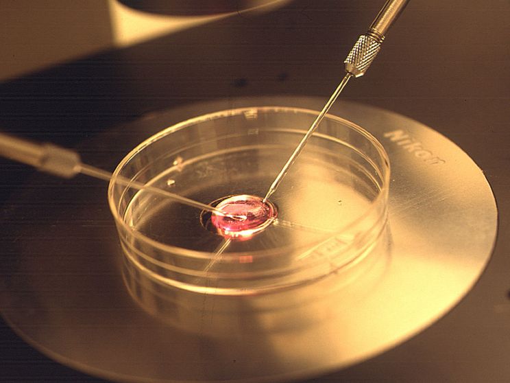 Nati in provetta malati di tumore, scandalo in Danimarca