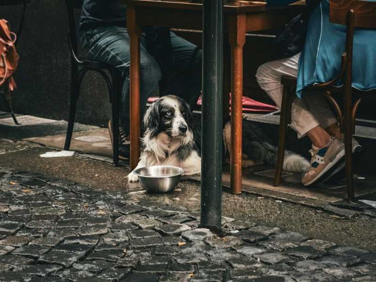 Nell'Italia senza figli le famiglie colmano la solitudine con gli animali