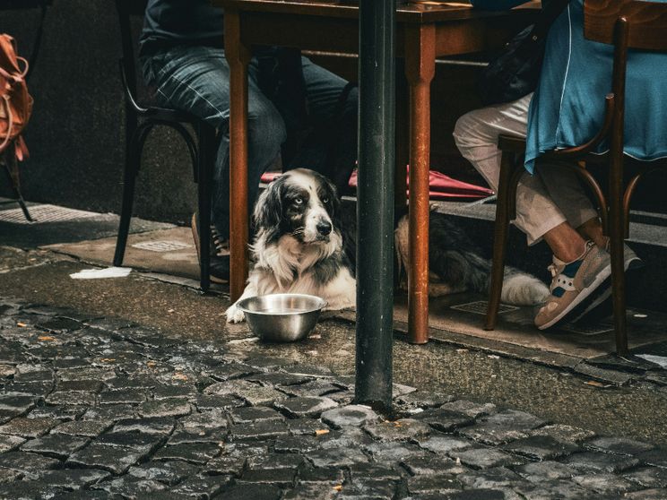 Nell'Italia senza figli le famiglie colmano la solitudine con gli animali