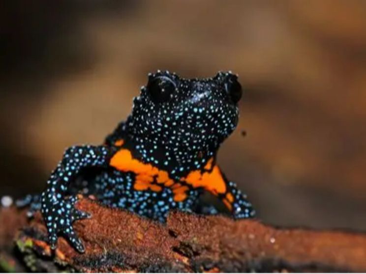 Una delle fotografie “incriminate” scattate alla rana galassia