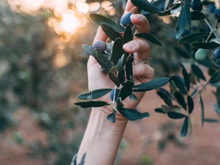 Non solo fruttato, amaro e piccante: l'olio è molto di più. E si racconta