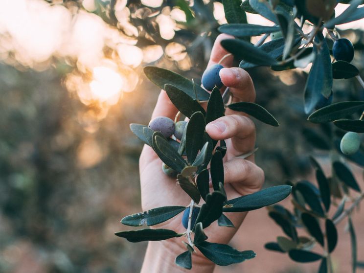 Non solo fruttato, amaro e piccante: l'olio è molto di più. E si racconta
