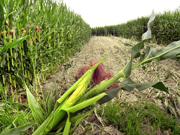 La Corte Ue legittima il divieto italiano sulla coltivazione di mais Ogm