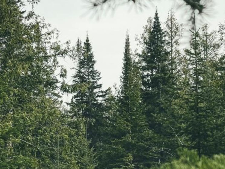 Basta guardarla per stare meglio: la forza curativa della natura