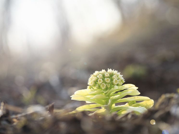La dinamica insidiosa del nemico (che si sdoppia)