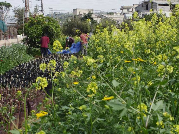 In un campo, circondati dai fiori d'arancio,  attivisti e contadini raccolgono i boccioli nel sud del Libano