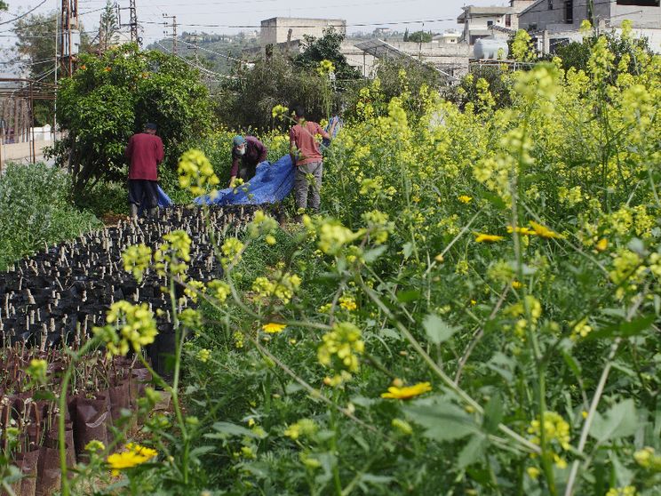 In un campo, circondati dai fiori d'arancio,  attivisti e contadini raccolgono i boccioli nel sud del Libano