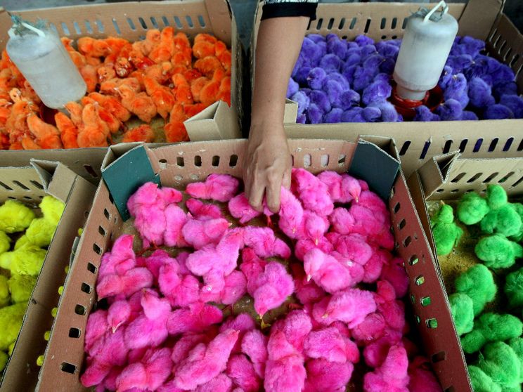 I pulcini, nel mondo, per Pasqua vengono persino colorati / ANSA