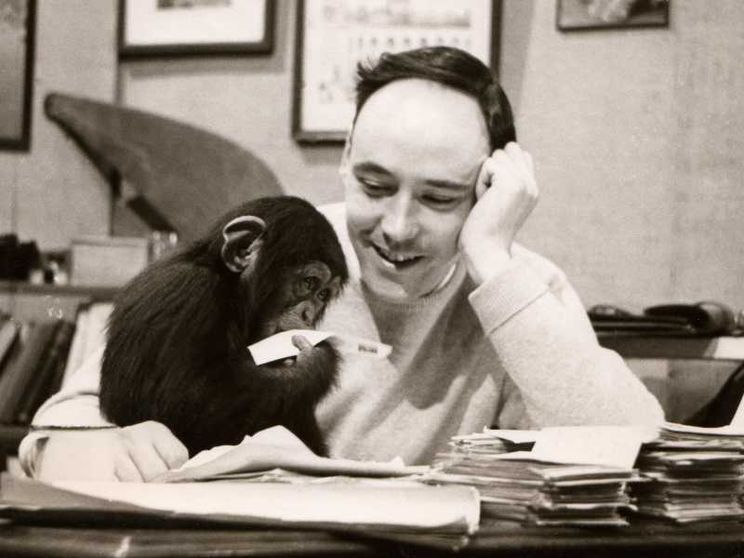 Addio a Desmond Morris. Con "La scimmia nuda" rimise l’uomo dentro lo zoo