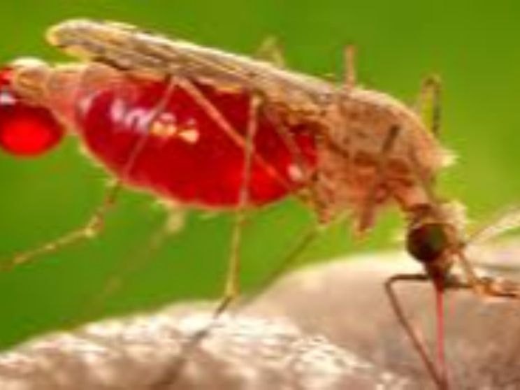 La malaria non è ancora sconfitta. Ma i vaccini stanno cambiando tutto