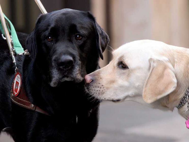 Microchip obbligatorio per cani e gatti, c'è il via libera dell'Europarlamento