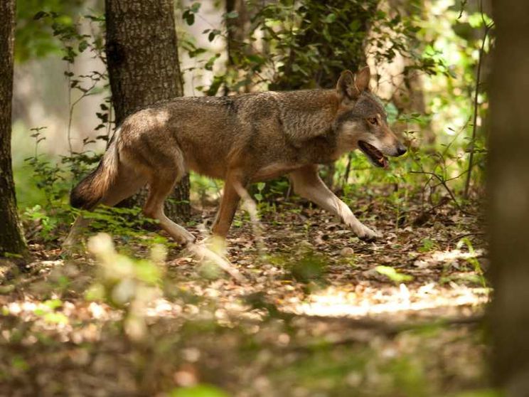 Chi ha paura del lupo? In Trentino il progetto per imparare a conviverci (c'entra l'ascolto)