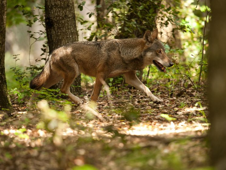 Chi ha paura del lupo? In Trentino il progetto per imparare a conviverci (c'entra l'ascolto)
