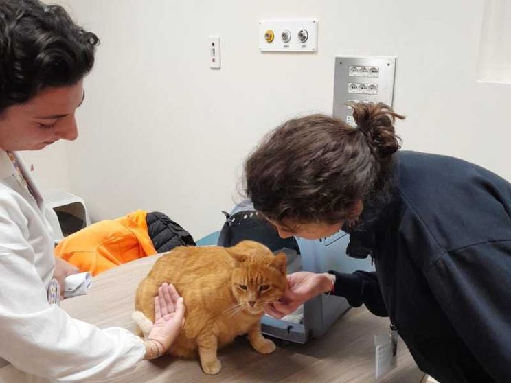 Garbo, pazienza, coccole: in corsia il gatto Pitagora, mascotte della Neuropsichiatria infantile