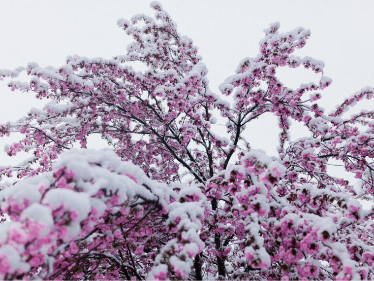Speriamo che si salvino i frutti