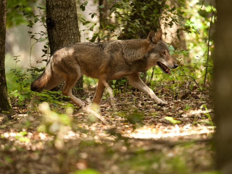 Chi ha paura del lupo? In Trentino il progetto per imparare a conviverci (c'entra l'ascolto)