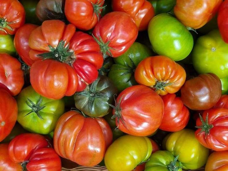 Il sapore rosso della fedeltà: la parabola del pomodoro che non smette di maturare