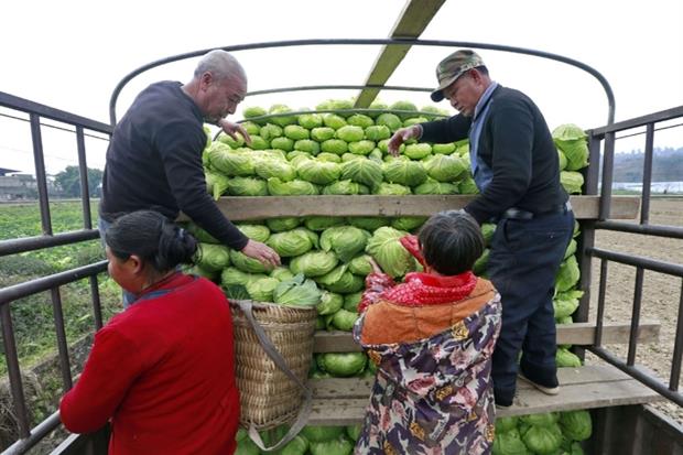 Alcuni contadini della provincia dello Sichuan caricano su un camioncino verdura diretta a Whuan. La città epicentro dell'epidemia resta isolata ed è vietato uscire per fare la spesa