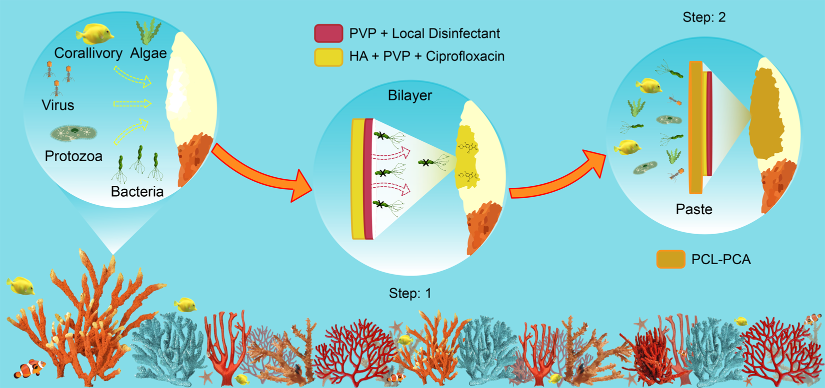 La rappresentazione schematica allegata alla pubblicazione dello studio italiano in cui viene mostrato il meccanismo di applicazione e di cura del “cerotto” per i coralli