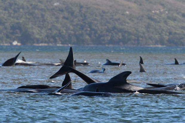 Le balene intrappolate nell'acqua bassa della laguna in Tansmania