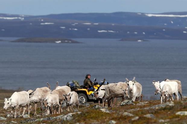 Un pastore sami porta al pascolo le renne in Norvegia
